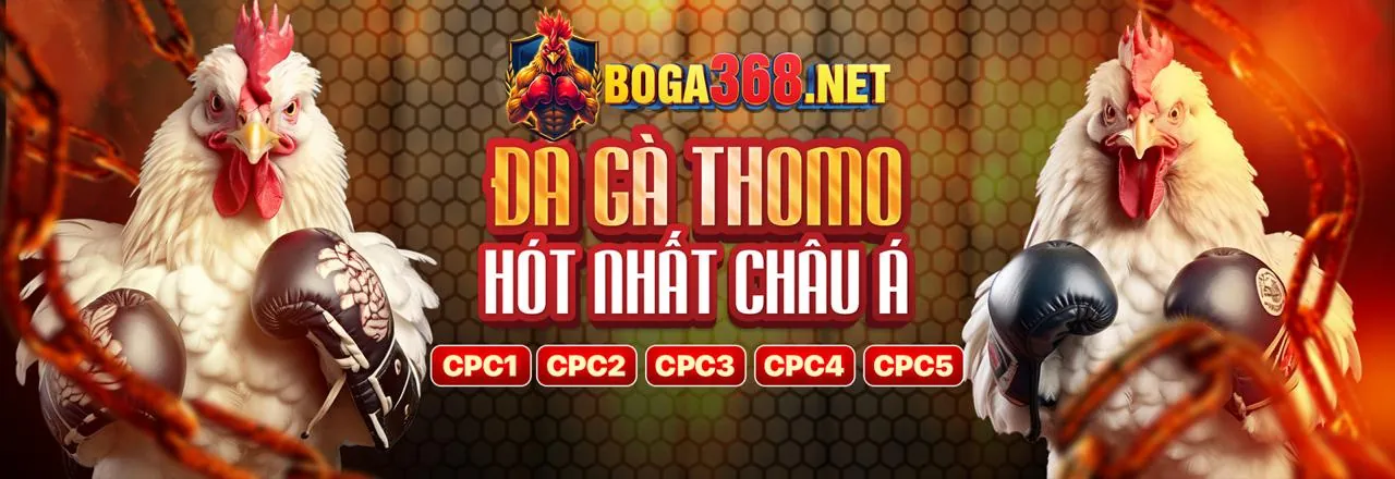 Hình ảnh chính đá gà C1 trực tiếp